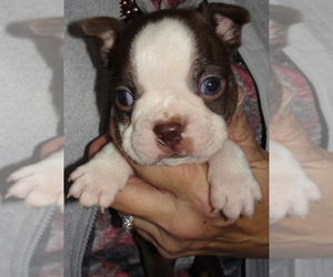 Boston Terrier Puppy for Sale in BEND, Oregon USA