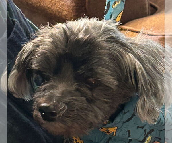 Medium Photo #3 ShihPoo Puppy For Sale in Cuyahoga Falls , OH, USA