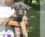 Image preview for Ad Listing. Nickname: Purple collar