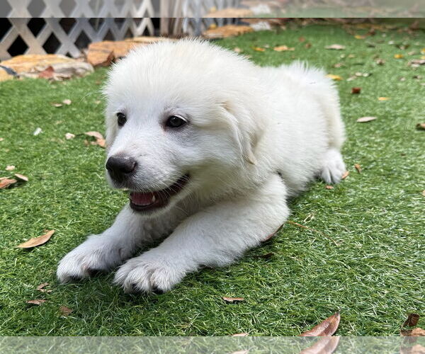 Medium Photo #3 Great Pyrenees Puppy For Sale in Spring, TX, USA
