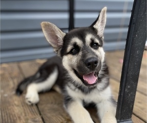 German Shepherd Dog-Siberian Husky Mix Puppy for sale in BRIDGEPORT, WV, USA