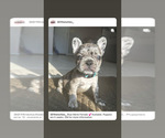 Small Photo #3 French Bulldog Puppy For Sale in SEVERN, MD, USA