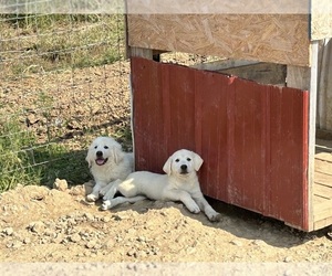 Akbash Dog Puppy for sale in BOONVILLE, MO, USA