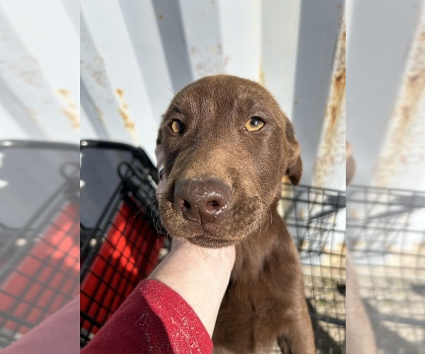 Medium Photo #1 Labrador Retriever Puppy For Sale in LAKELAND, FL, USA