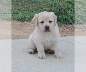 Labrador Retriever Puppy for sale in CALIENTE, CA, USA