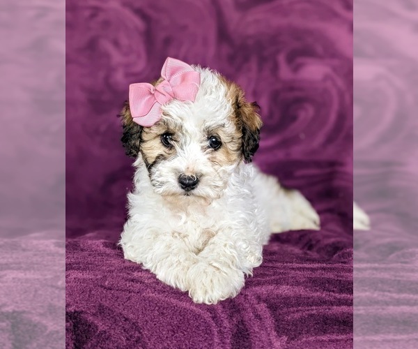 Medium Photo #7 Bichpoo Puppy For Sale in NOTTINGHAM, PA, USA