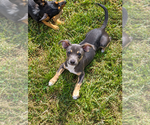 Chiweenie Dogs for adoption in Mooresville, NC, USA