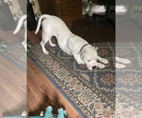 Medium Photo #13 American Pit Bull Terrier-Unknown Mix Puppy For Sale in Virginia Beach, VA, USA