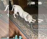 Small #12 American Pit Bull Terrier Mix
