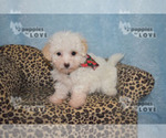 Small Photo #14 Maltipoo Puppy For Sale in SANGER, TX, USA