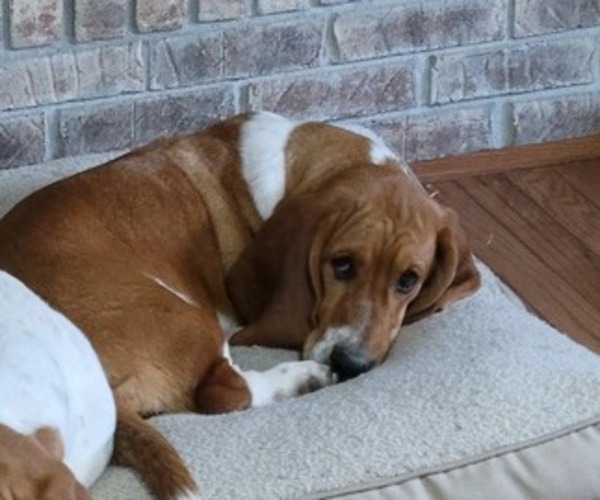 Medium Photo #1 Basset Hound Puppy For Sale in SCIPIO, IN, USA