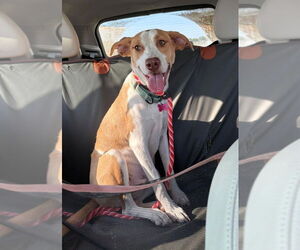 Mutt Dogs for adoption in Boston, MA, USA