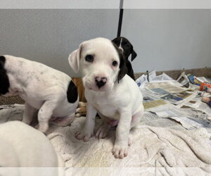 Labrador Retriever-Unknown Mix Dogs for adoption in Sanford, FL, USA