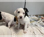 Small Labrador Retriever Mix