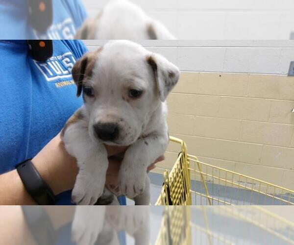 Medium Photo #1 Labrador Retriever-Unknown Mix Puppy For Sale in Tulsa, OK, USA