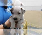 RED - Male Labrador Retriever-Unknown Mix Dog for Adoption - Small photo