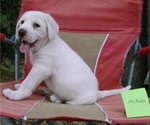 Small Photo #5 Akbash Dog Puppy For Sale in BROOKSVILLE, FL, USA