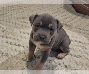 American Bully Puppy for Sale in TRENTON, New Jersey USA