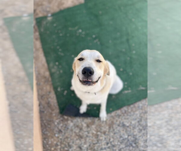 Medium Photo #3 Anatolian Pyrenees Puppy For Sale in Escondido, CA, USA