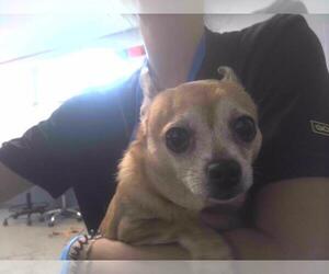 Chihuahua-Unknown Mix Dogs for adoption in Tallahassee, FL, USA