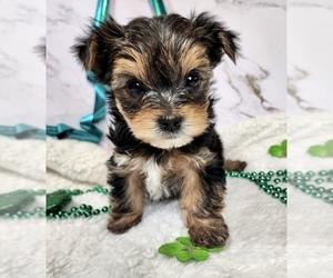 Schnauzer (Miniature) Puppy for sale in MANKATO, MN, USA