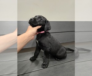 Labrador Retriever Puppy for sale in APPOMATTOX, VA, USA