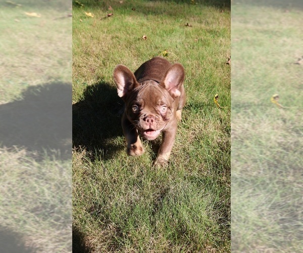 Medium Photo #5 French Bulldog Puppy For Sale in LAWRENCEVILLE, GA, USA