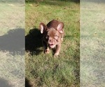 Small #4 French Bulldog