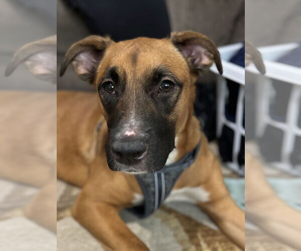 Medium Photo #4 Boxer-Unknown Mix Puppy For Sale in Evansville, IN, USA