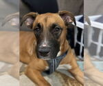 Small #3 Boxer Mix