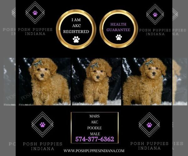 Medium Photo #2 Poodle (Toy) Puppy For Sale in WARSAW, IN, USA