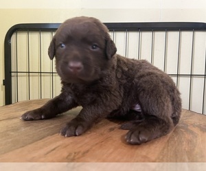 Chesapeake Bay Retriever Puppy for sale in HOMER, NY, USA