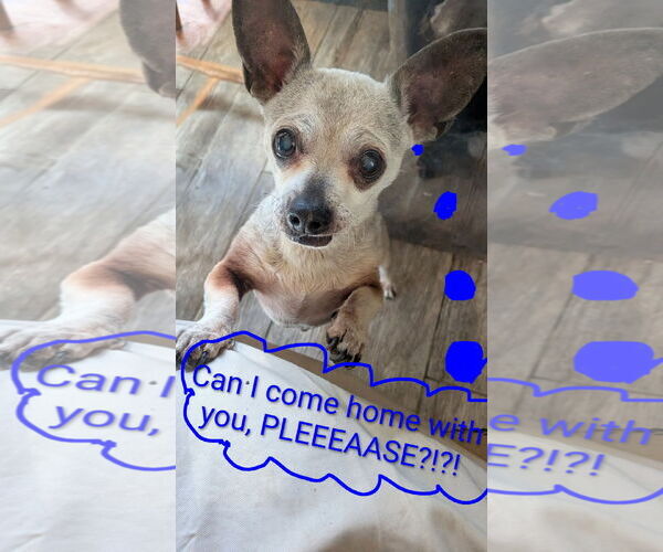 Medium Photo #3 Chihuahua Puppy For Sale in Apple Valley, CA, USA