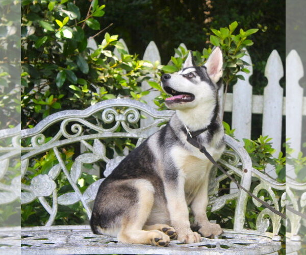 Medium Photo #1 Siberian Husky Puppy For Sale in Holly Hill, SC, USA