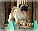Small Photo #1 Jug Puppy For Sale in LIBERTY, KY, USA