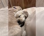 Small #2 Golden Retriever