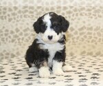 Small #2 Miniature Bernedoodle