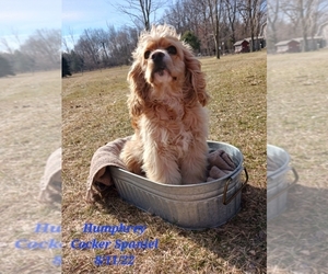 Cocker Spaniel Puppy for Sale in SHIPSHEWANA, Indiana USA