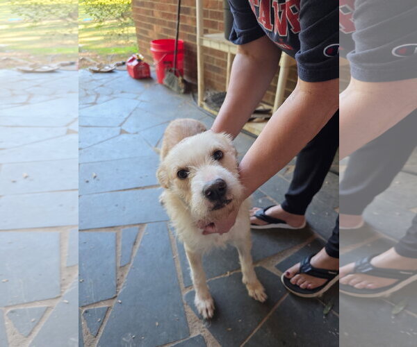 Medium Photo #1 Mutt Puppy For Sale in Holly Springs, NC, USA