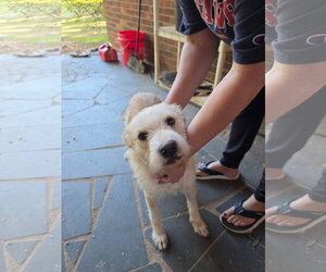 Mutt Dogs for adoption in Holly Springs, NC, USA