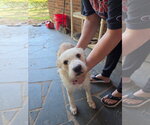 Blanche - Female Mutt Dog for Adoption - Small photo