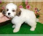 Small Photo #6 Shih Tzu Puppy For Sale in HAMMOND, IN, USA
