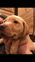 Labrador Retriever Puppy for sale in TONAWANDA, NY, USA