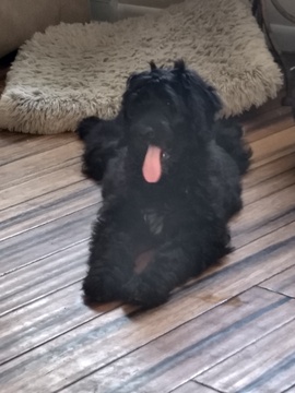 Medium Photo #5 Bernedoodle Puppy For Sale in KENT, OH, USA