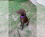 Small #4 Labrador Retriever
