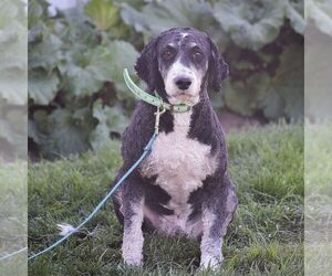 Father of the Bernedoodle (Miniature) puppies born on 03/05/2024