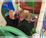 Small Photo #20 Poodle (Standard) Puppy For Sale in SAND SPRINGS, OK, USA