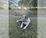 Small #2 Alaskan Malamute-Huskies  Mix
