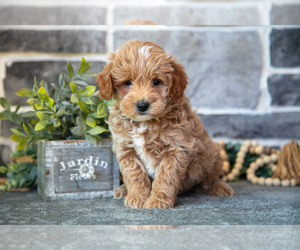 Medium Goldendoodle (Miniature)