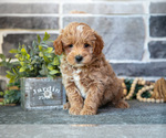 Puppy Ballam Goldendoodle (Miniature)